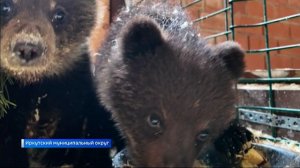 Двух медвежат передали на реабилитацию Сибирскому зоопарку в поселке Никола