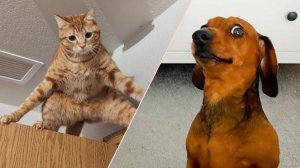 СМЕШНЫЕ КОТЫ | ЛУЧШИЕ ПРИКОЛЫ С КОТАМИ, СОБАКАМИ, КОШКИ, СОБАКИ, ЖИВОТНЫЕ, СМЕШНОЕ ВИДЕО