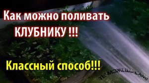 Как можно поливать КЛУБНИКУ !!! Вечерний полив из шланга