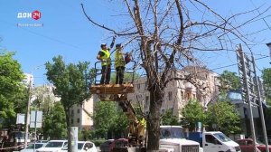Причины спила деревьев