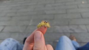 Гусеница Краснохвост без хвоста. Calliteara pudibunda. 2025