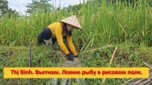 Thị Bình. Вьетнам. Ловим рыбу в рисовом поле на продажу.