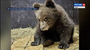 Медвежонка-сироту из Усть-Куломского района доставили в Центр спасения в Тверской области