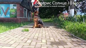 Баларис СОЛНЦЕ,  10 месяцев