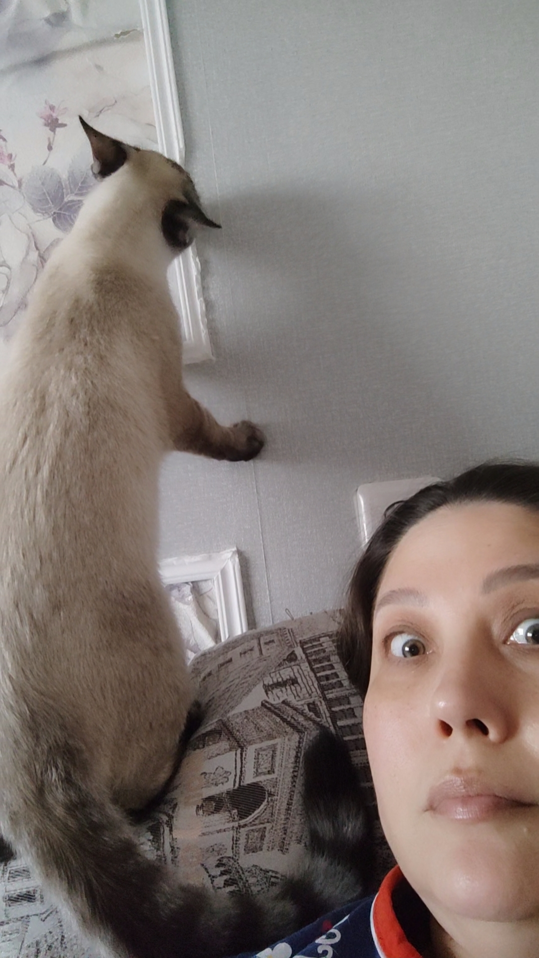 😸 КОТ-НАТЮРМОРТ🤪Поставь лайк🤪#cat #веселыекоты #кот #видосыоткота #котики #прикольныекоты #shorts