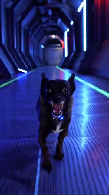 Чихуахуа против пришельцев #chihuahuafanclub #chihuahua смотреть онлайн
