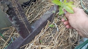 Траву под триммер. Цыплят на продажу. Оставляю только Пушкинскую.