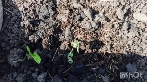 У нас в деревне проживает урядник /как живут в русской деревне..