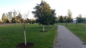 Ольга Бравенькая, Злая Свинья, Прогулка по парку