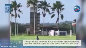 Хозяин раненого попугая сконструировал дрон, чтобы птица снова смогла летать
