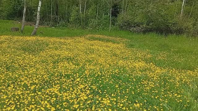 Красота природы и звуки птиц смотреть онлайн