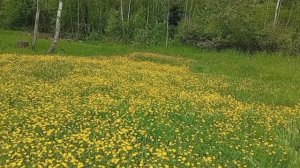 Красота природы и звуки птиц