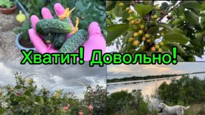 ❤️По погоде урожай/ Не смогли отказать/ Нашествие улиток