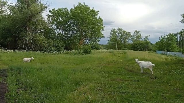 Прогулочка 🦙