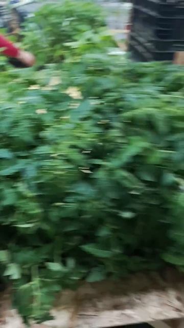Рассада томатов