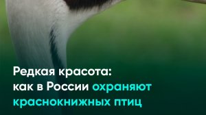 Редкая красота: как в России охраняют краснокнижных птиц