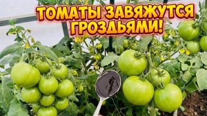 ТОМАТЫ ЗАВЯЖУТСЯ ГРОЗДЬЯМИ, ПОЛЕЙТЕ ТАК!