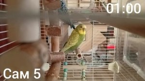 Пять ночей с Раей