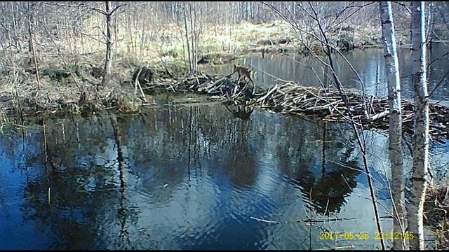 Лисёнок смотреть онлайн
