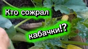 Первые урожаи. Эремурус. Кто сожрал кабачки?