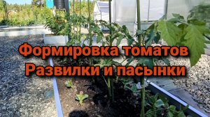 Формировка томатов. Развилки и пасынки.