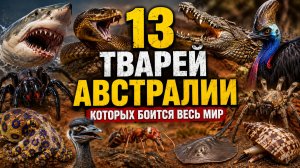 13 ТВАРЕЙ АВСТРАЛИИ, которых боится ВЕСЬ МИР