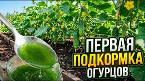 Первая подкормка огурцов главная ошибка, схема подкормок по стадиям роста
