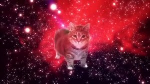 Oiiaii Cat? :) 
The video is not mine! (