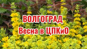 ЦПКиО в Волгограде. Цветущие клумбы у кафе «Лагуна»✅