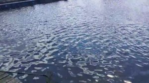 Рыбка клюёт.Дуплет