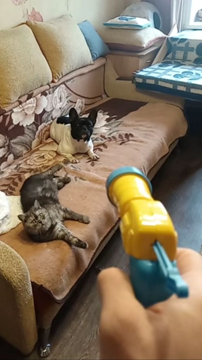 Миссия невыполнима: Пушистый спецназ 🐾