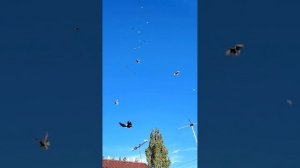 1000362739.mp4