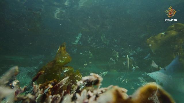 Можно ли есть зелёных водорослей «морской салат»? | Чудеса сотворения. Подводный мир