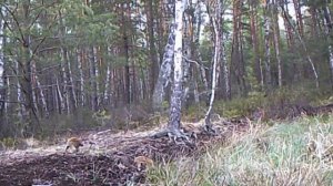 Кабанчики видео фото ловушки