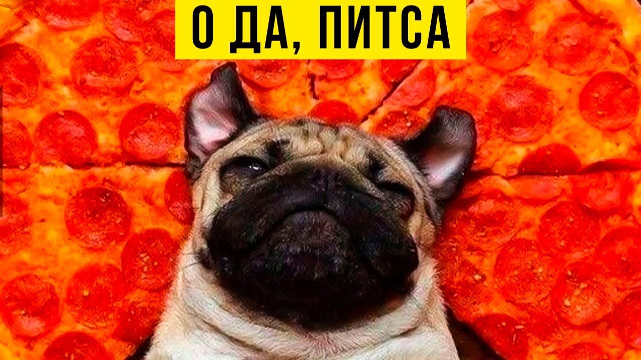 Приколы с собаками. О да, питса))) смотреть онлайн