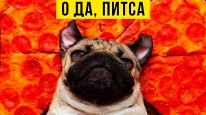 Приколы с собаками. О да, питса)))
