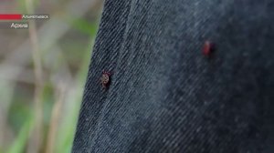 Альметьевский район занял второе место по числу жалоб на присасывание клещей