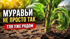 МУРАВЬИ ИСЧЕЗАЮТ после этой сладкой приманки