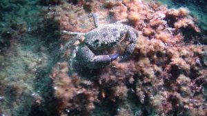 UNDERWATER WORLD
