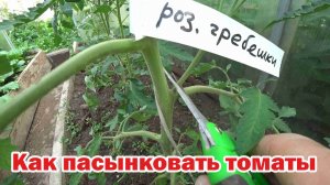 Два способа удаления пасынков на томатах