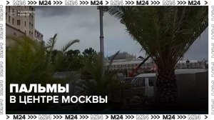 Клумбы с пальмами начали устанавливать на Манежной площади в Москве