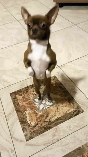This Dancing Dog Will Make You Smile 2 смотреть онлайн