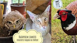 Коты-помогаторы, сыч-плантатор, петух-провокатор этим ветренным утром