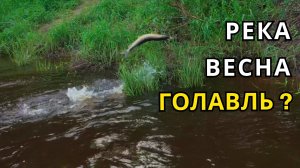 ВЕСНА! РЕКА! ГОЛАВЛЬ! Но клевало все подряд)! Сумасшедшая щука!