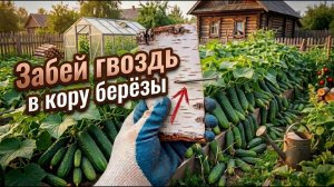 Море Огурцов! Зачем хитрые дачники надевают кору березы на гвоздь Секрет раскрыт!