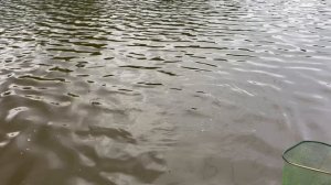 Карпик клюёт