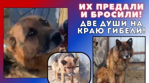 Их жизнь зависит от вас!  Две овчарки на грани гибели...