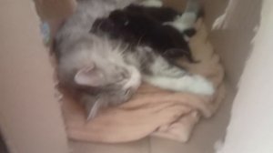 мои любимые котяточки