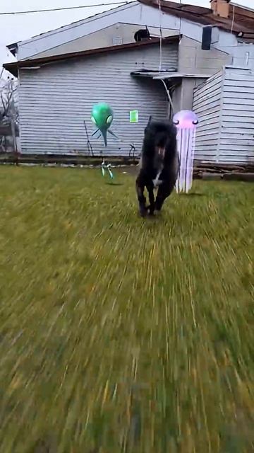 Dog vs Aliens #chihuahua #chihuahuafanclub смотреть онлайн