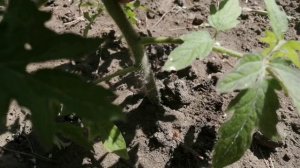 Лучшие сорта томатов! 🍅